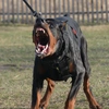 dobermansolo