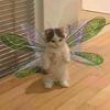 mangobunnyy