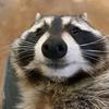 goonraccoon