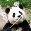 kimcuong_72