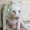 wawarf33