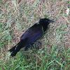 deadgrackle63