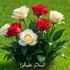 mehararshad113