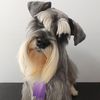 Luuschnauzer
