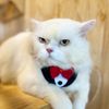 aotto_cattttt