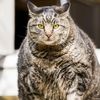 meow_fatcat