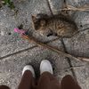 lorena_1783