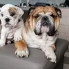 pumba.simba_thebulldog