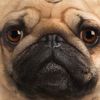 pug4l1fe