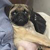 lucygray_pug