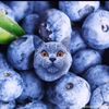 catsiftheywereblueberryz