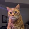 meowlycoddle