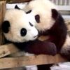 pandaaaa5125