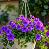 faisal.khan02981