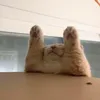 iewms