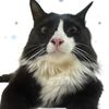 raven_tuxedo