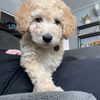 eastonthedoubledoodle