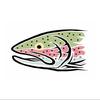 rainbow.trout06