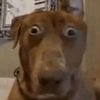 bobthedog_207