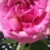 user1310748460207