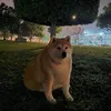 perro.fachero