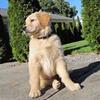 gunner_the_golden_boy