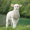 sheepsoda