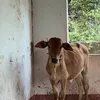 chiswaet_