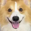 thangsenpaii