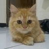 pumpkinpepper