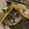 jleppis