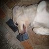 papitolendo