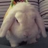 theluckylop