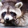 hood_raccoon