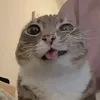 shifratory_ddnl
