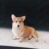 aladdinthecorgi