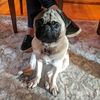 gustavothepug