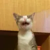 raccoonsaregoodactually