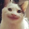 shahiyaaaaaaa