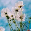 hawdam27