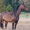 horselover061