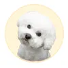 masibichon