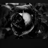 azizah25_2