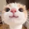 tangerin3_