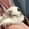 bnoogyoo