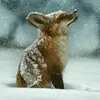 franches_aizek