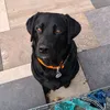giulia_loley