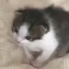 execat._.111