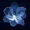 dania_1216