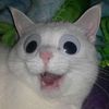 gato2000.0